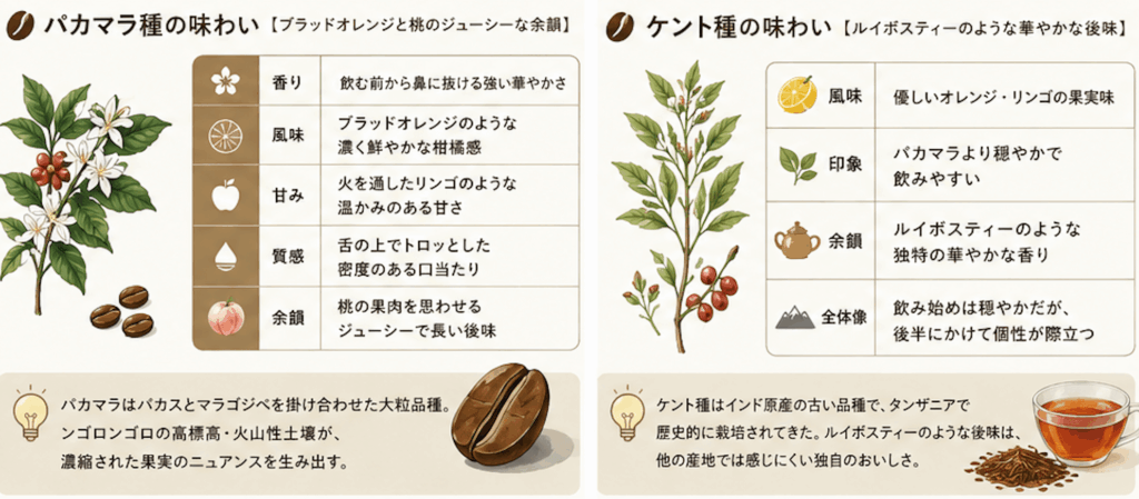 パカマラ種とケント種の味わい
